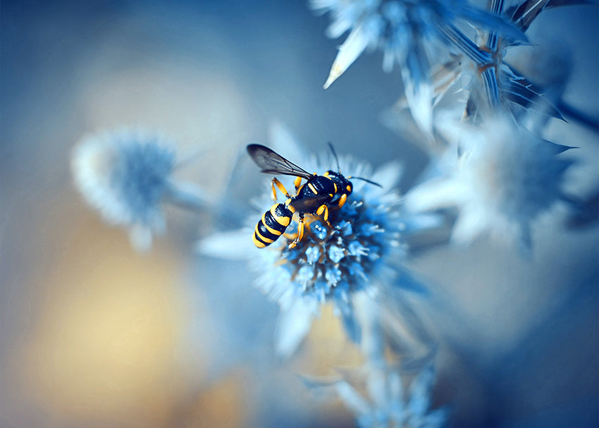 Tavla - Honeybee
