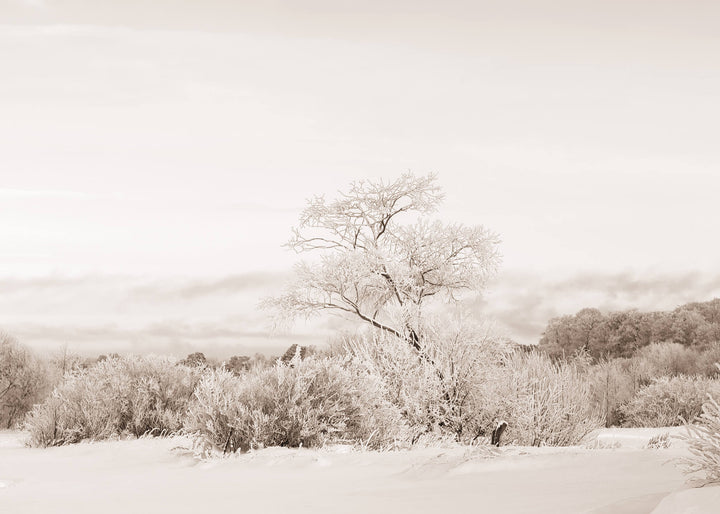 Canvastavla - White Snow