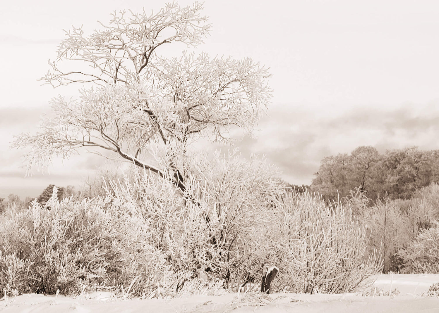 Canvastavla - White Snow