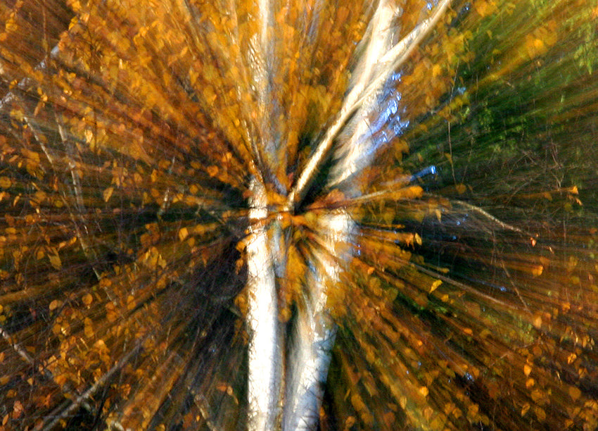 Canvastavla - Birch