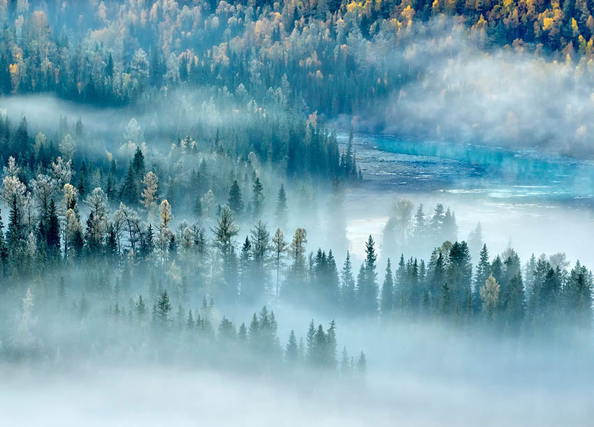 Canvastavla - River and Forest