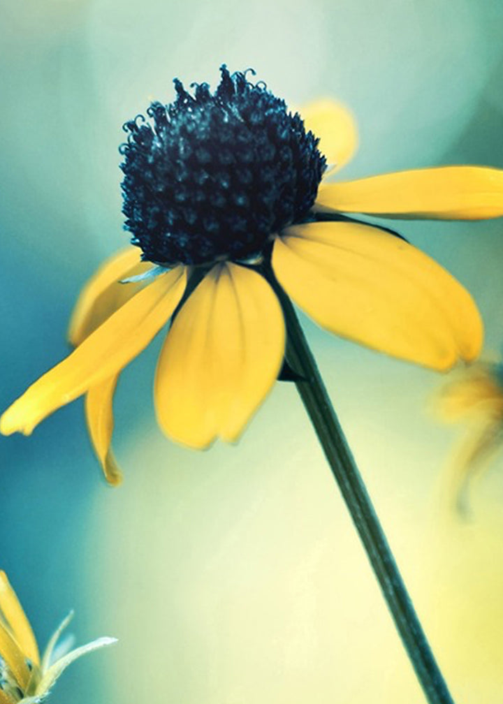 Canvastavla - Sunflower