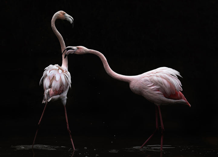 Canvastavla - Flamingos