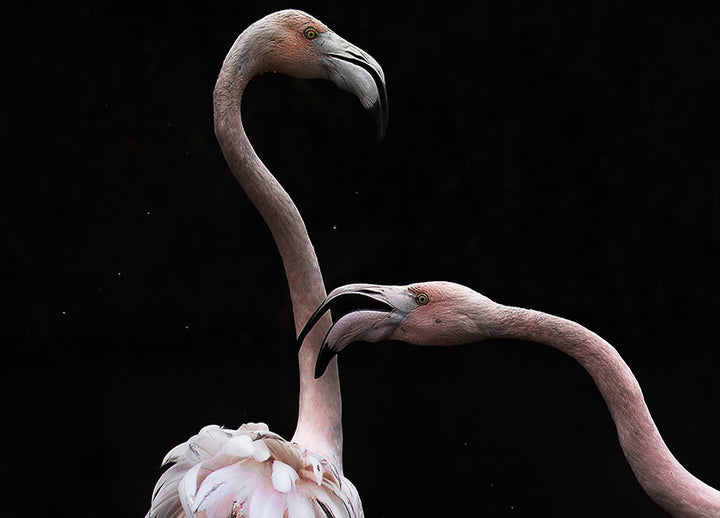 Canvastavla - Flamingos
