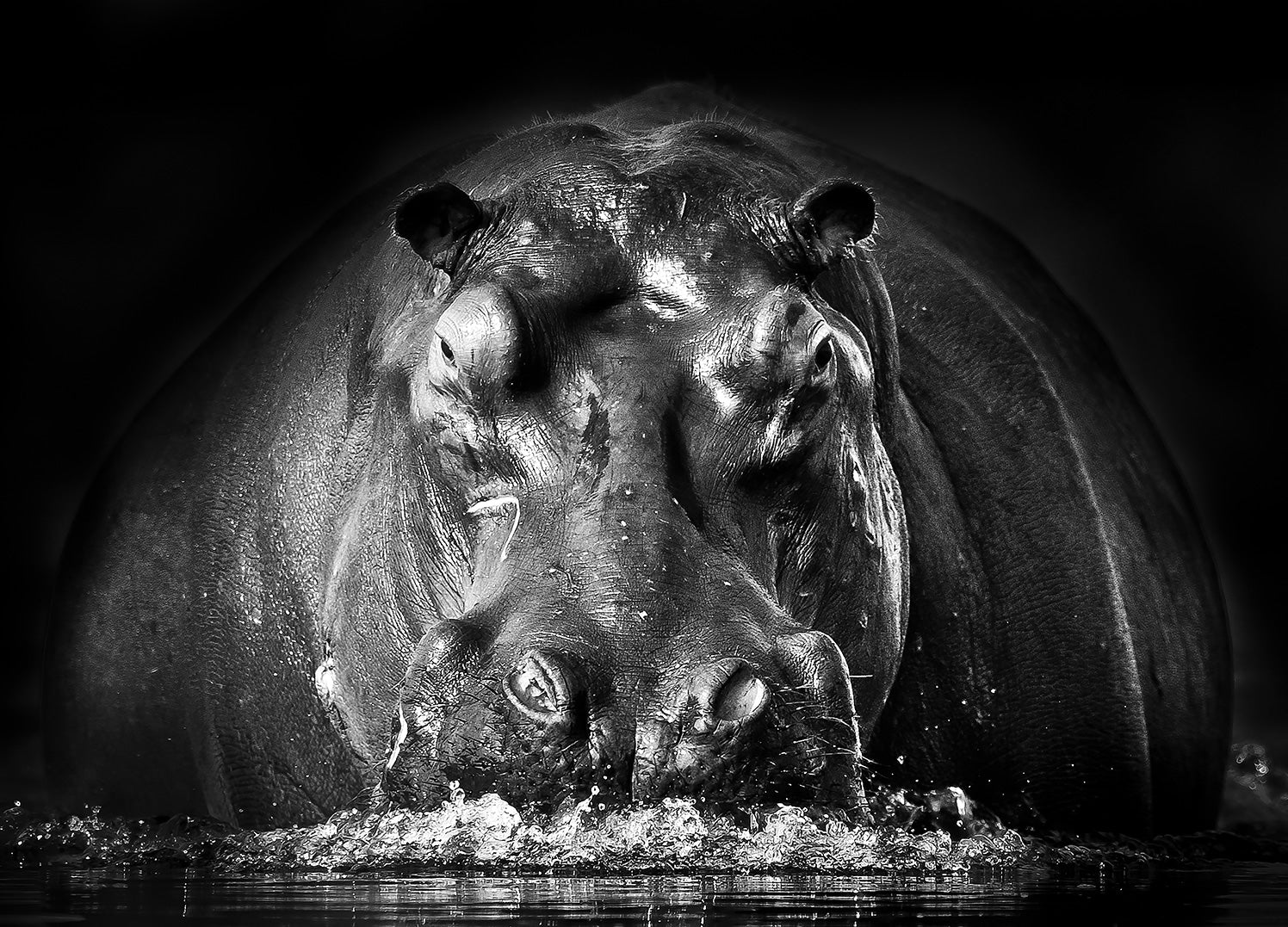 Canvastavla - Flodhäst