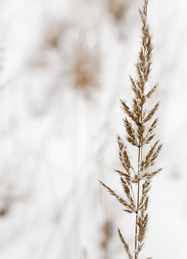 Poster - Grass seed