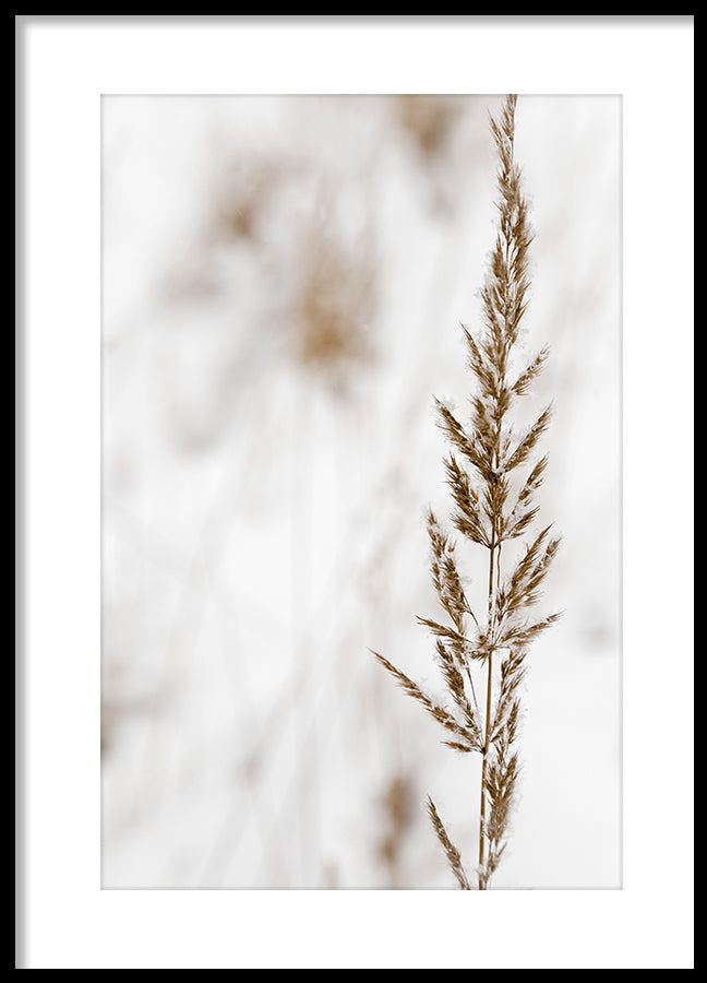 Poster - Grass seed