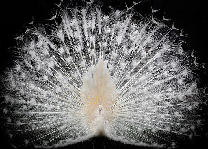 Canvastavla - Peacock
