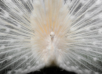 Canvastavla - Peacock
