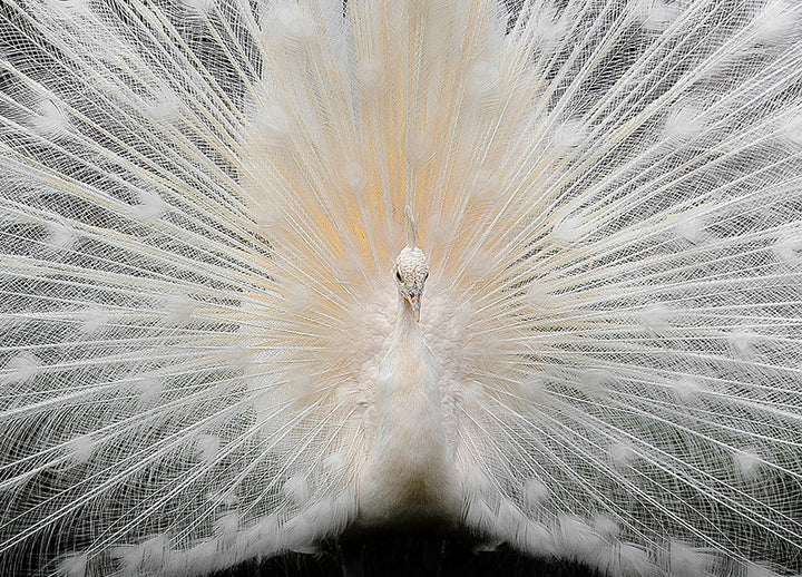 Canvastavla - Peacock