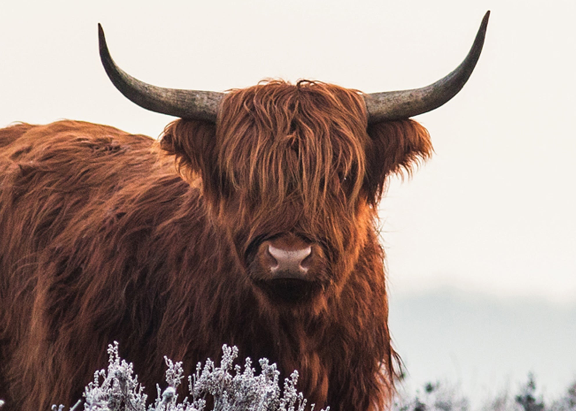 Tavla - Buffalo