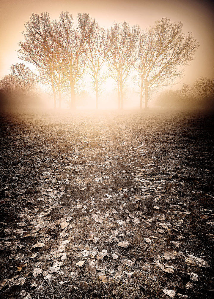 Poster - Frosty Morning