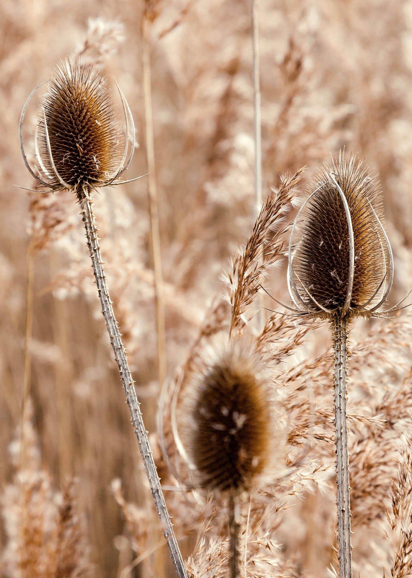 Canvastavla - Burdocks