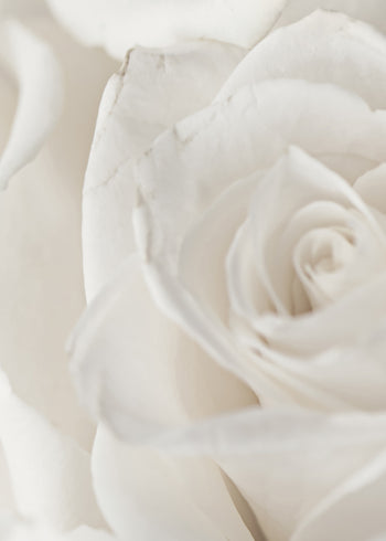 Canvastavla - Charming Roses