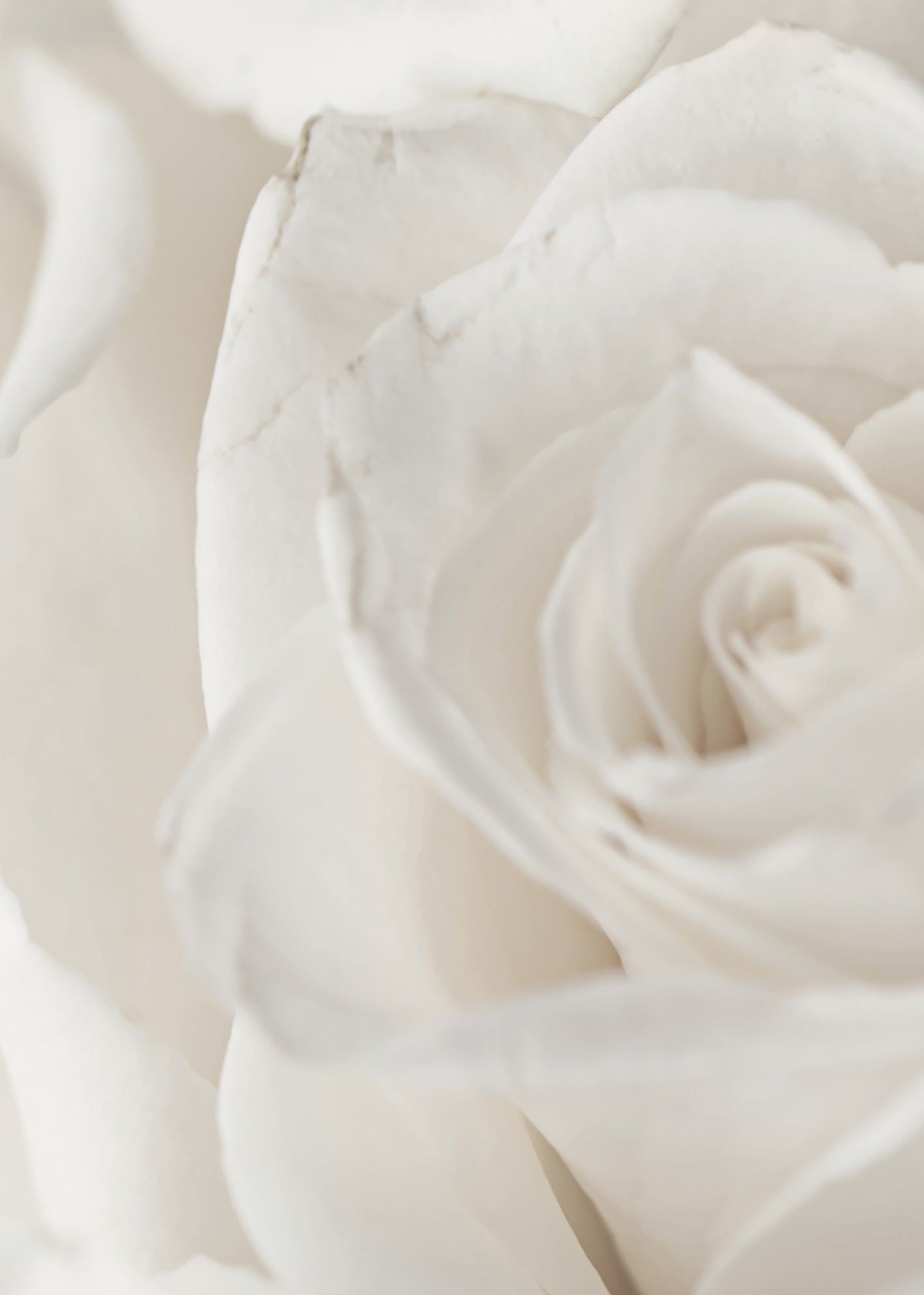 Canvastavla - Charming Roses