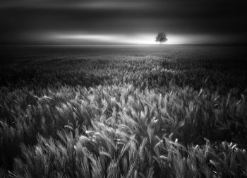 Canvastavla - Bucolic Sunrises