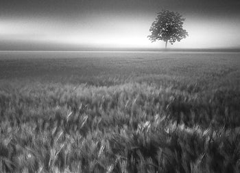 Canvastavla - Bucolic Sunrises