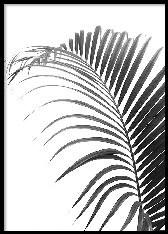 Poster - Palma