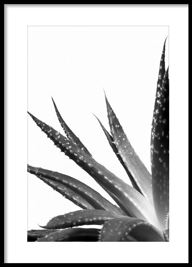 Poster - Cactus