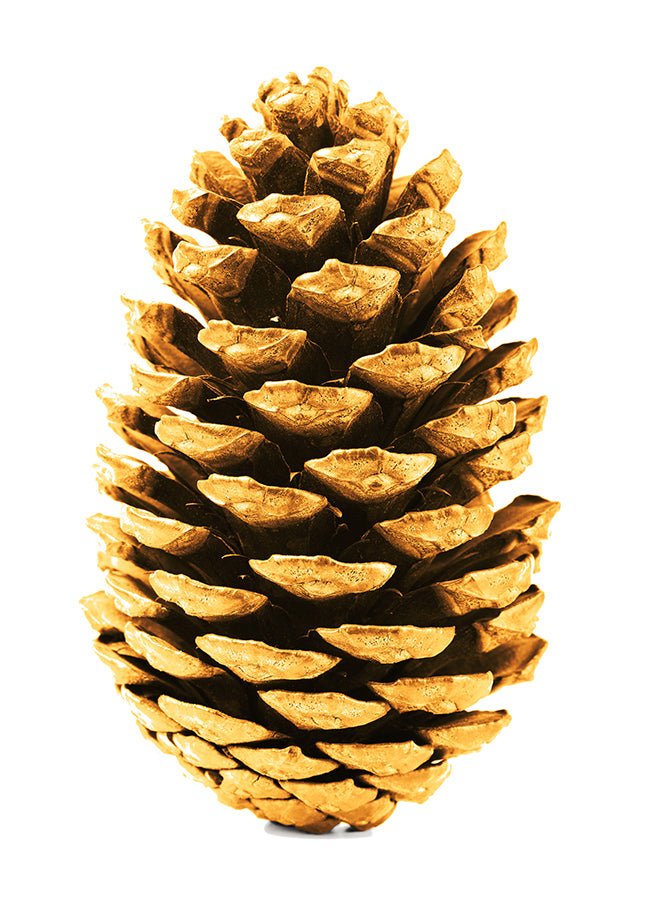 Poster - Cone