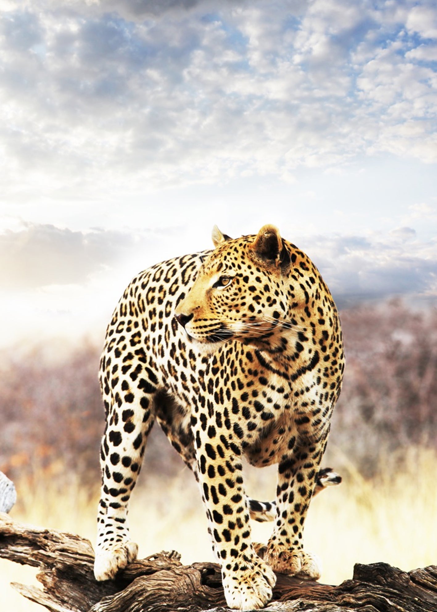 Canvastavla - Leopard