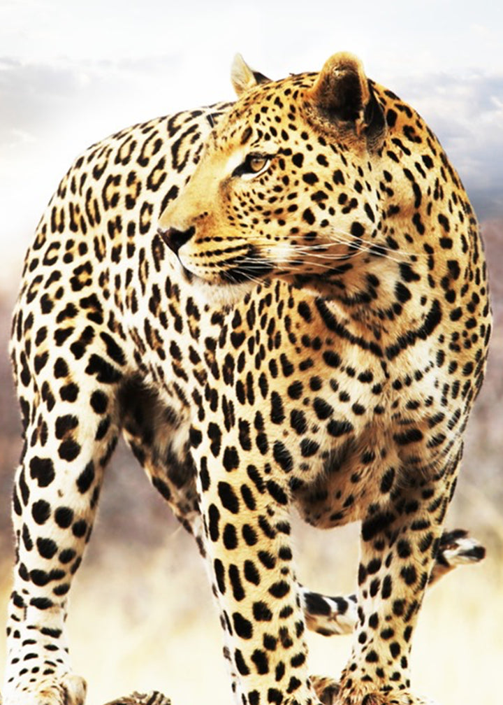 Canvastavla - Leopard