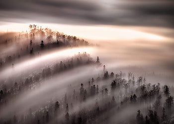 Canvastavla - Misty Forest