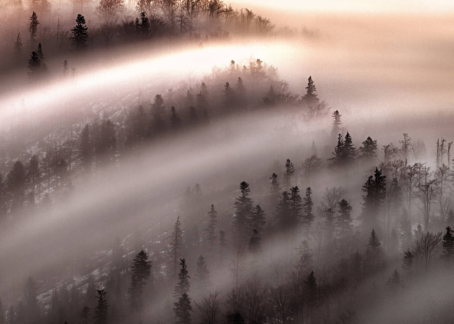 Canvastavla - Misty Forest