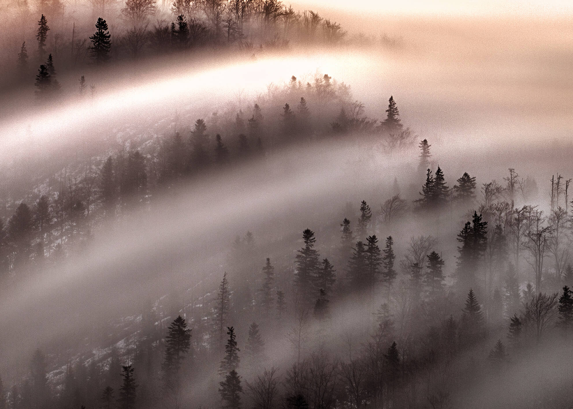 Canvastavla - Misty Forest