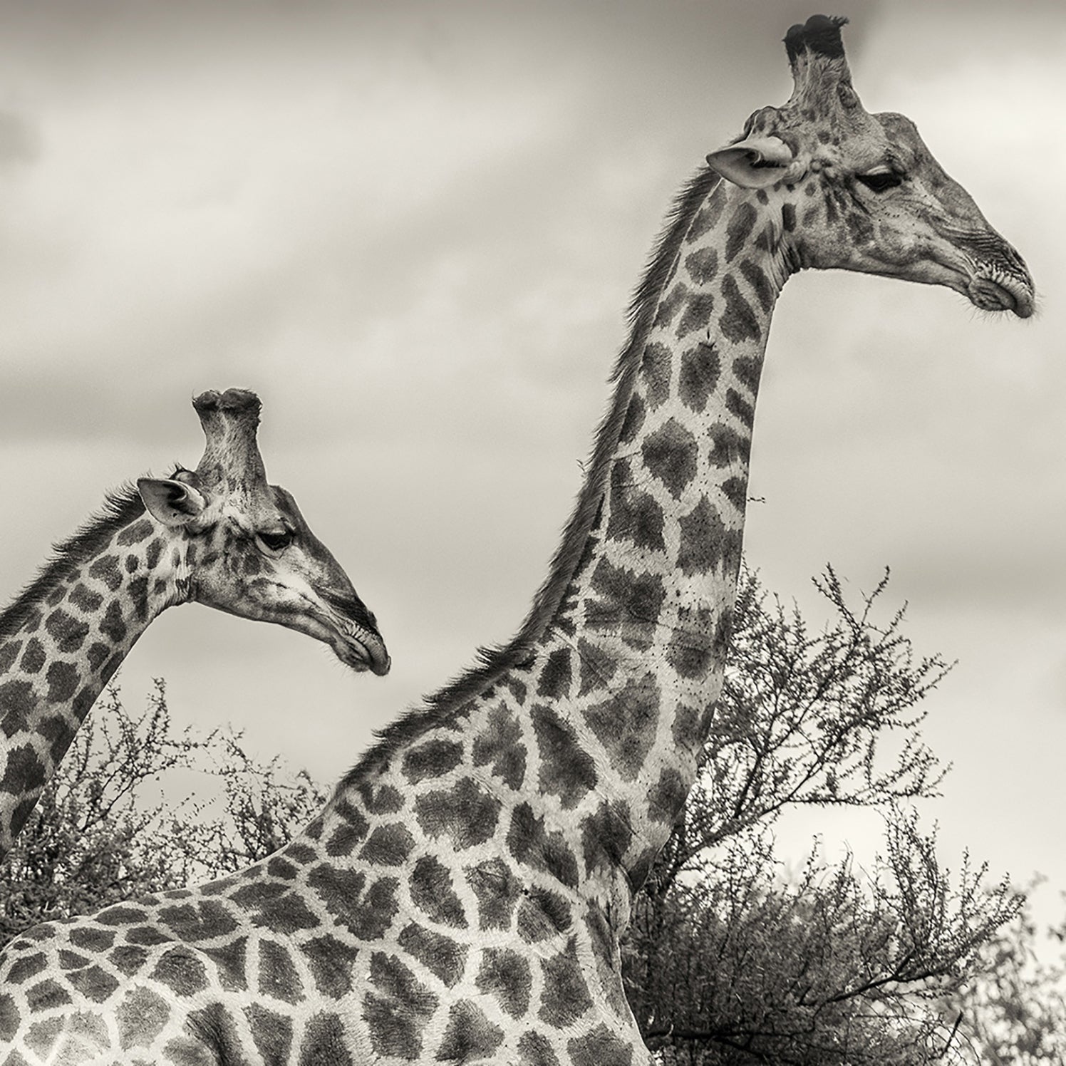 Tavla - Namibia