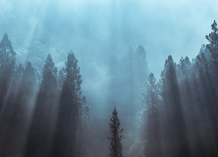 Canvastavla - Spruce