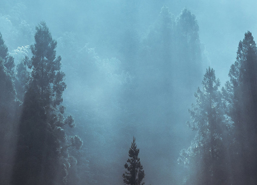Canvastavla - Spruce