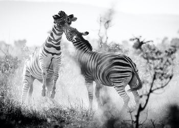 Canvastavla - Frolicking