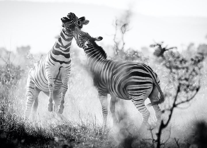 Canvastavla - Frolicking
