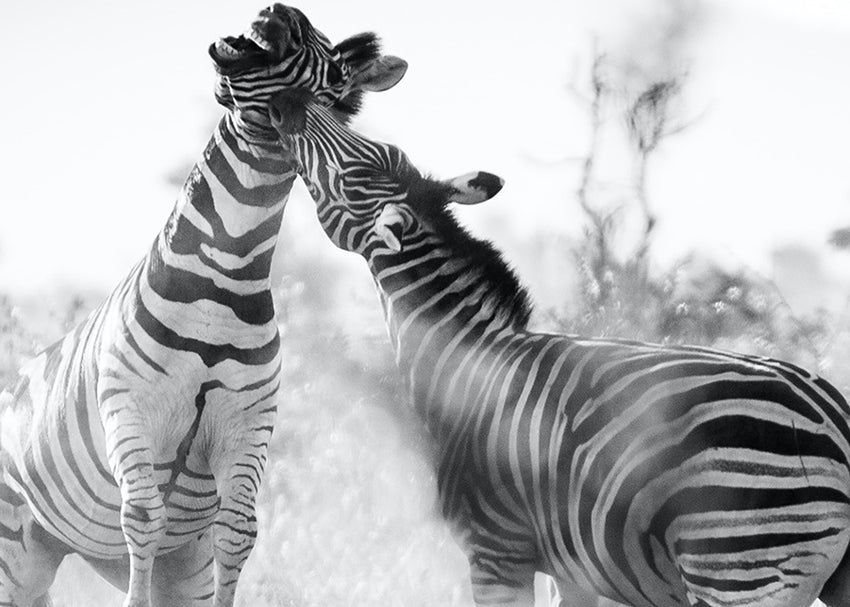 Canvastavla - Frolicking