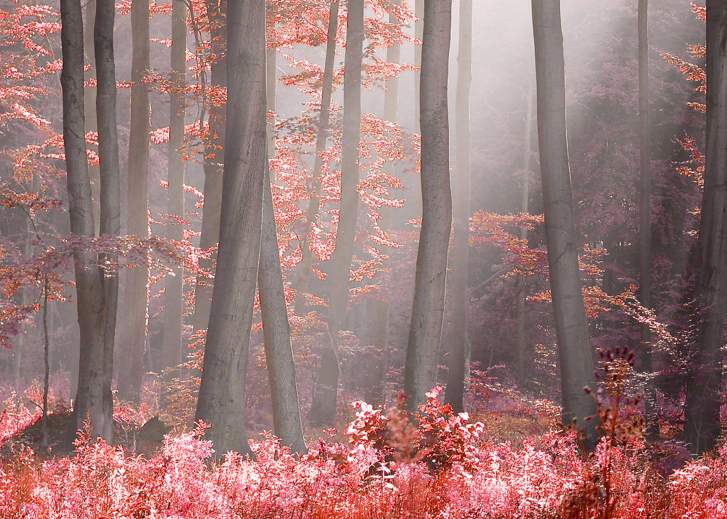 Canvastavla - Magical Red Forest