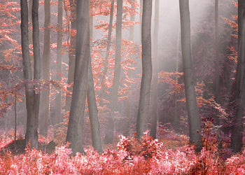 Canvastavla - Magical Red Forest