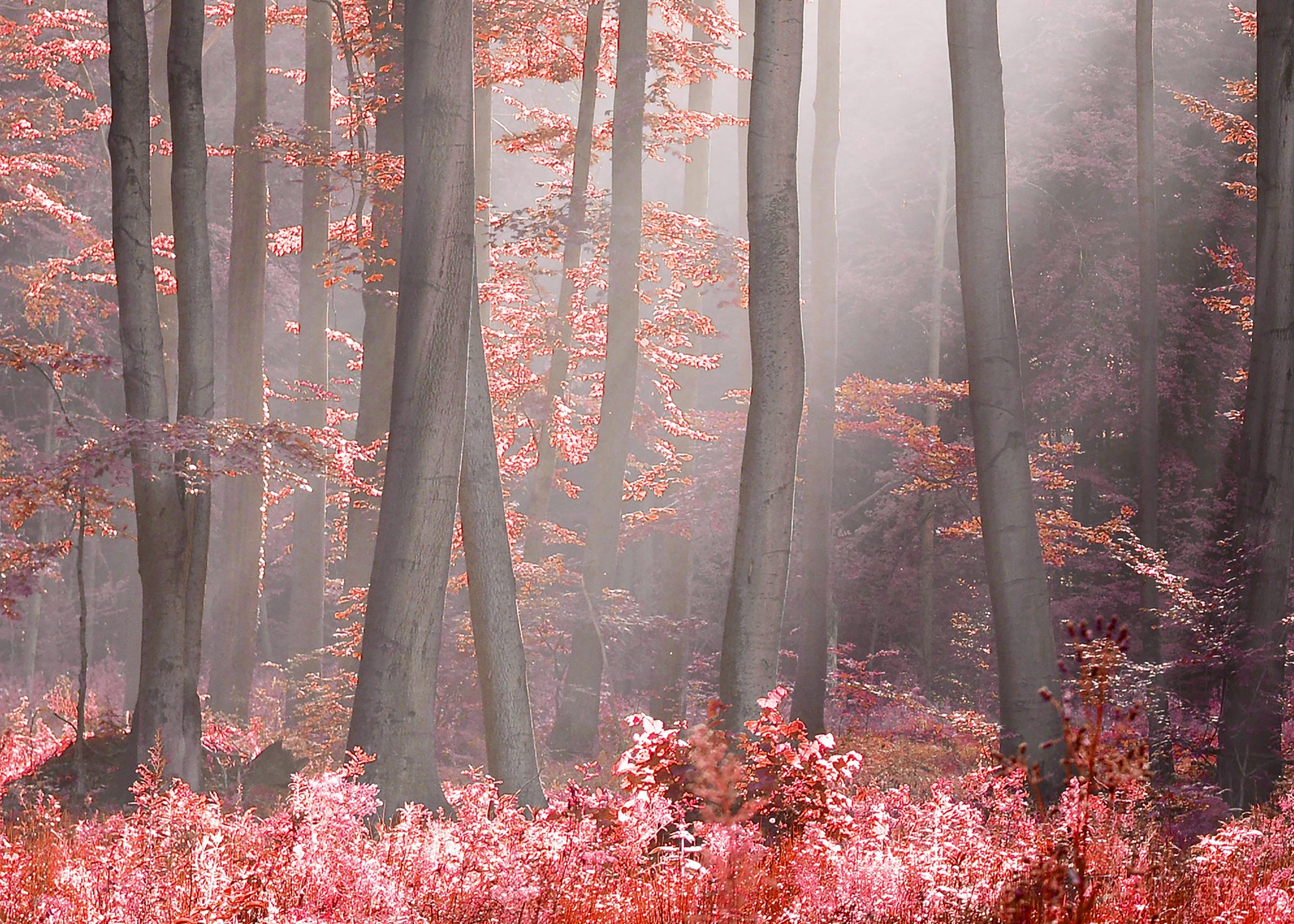 Canvastavla - Magical Red Forest