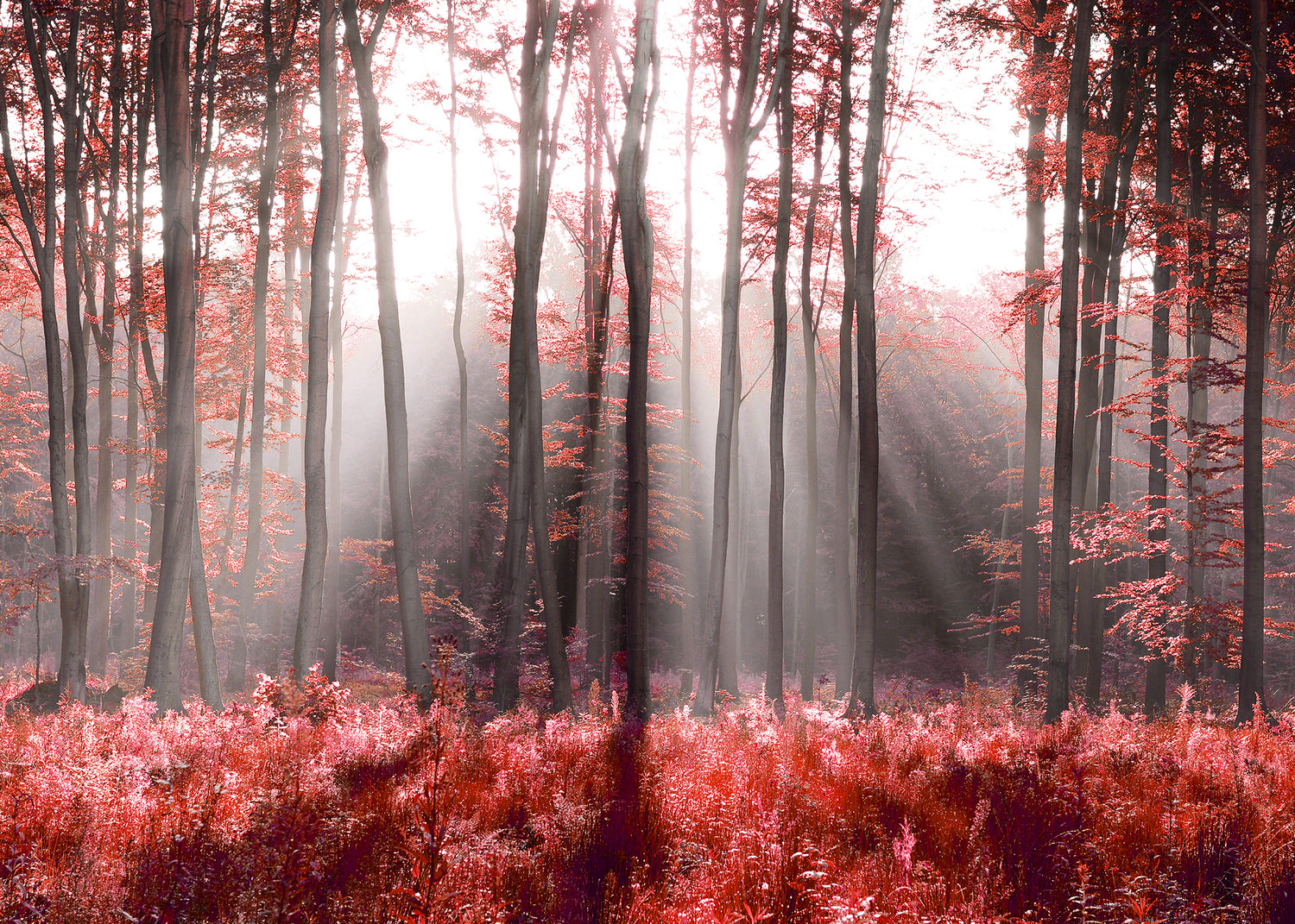 Canvastavla - Magical Red Forest