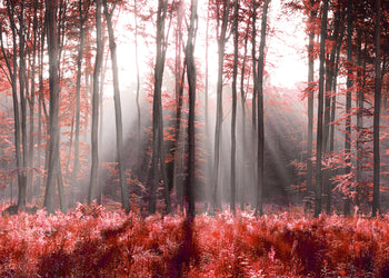 Canvastavla - Magical Red Forest