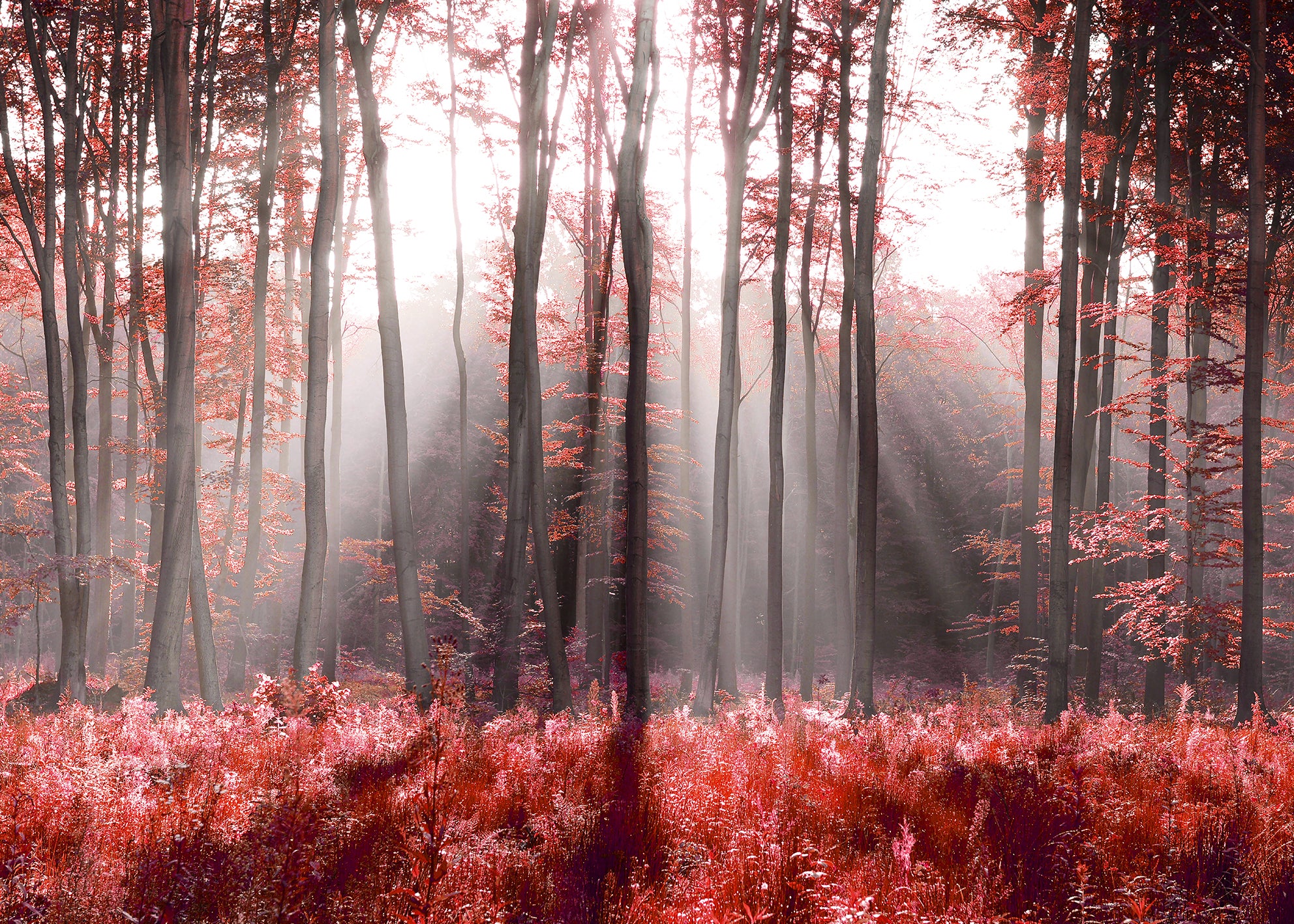 Canvastavla - Magical Red Forest
