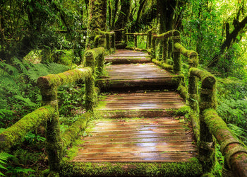 Canvastavla - Mysterious Green Forest