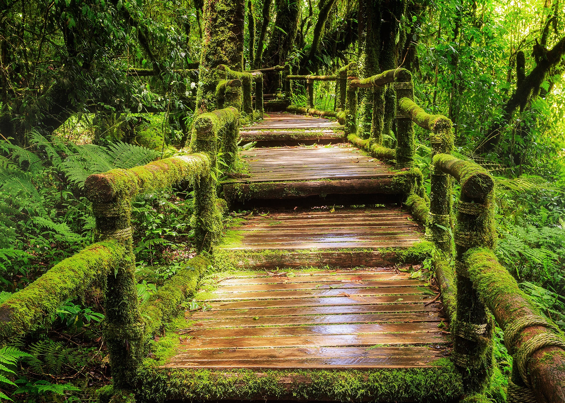 Canvastavla - Mysterious Green Forest