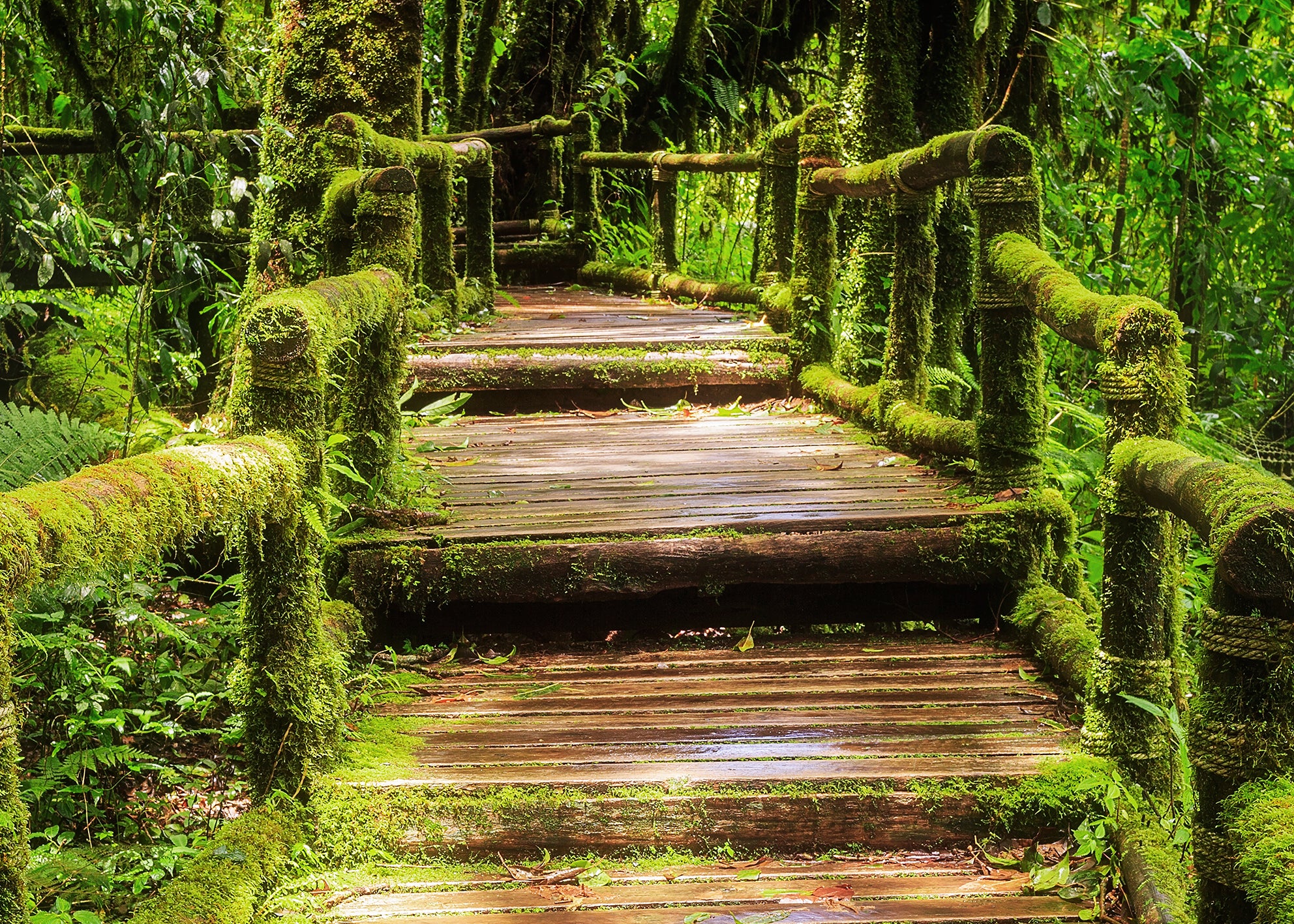Canvastavla - Mysterious Green Forest