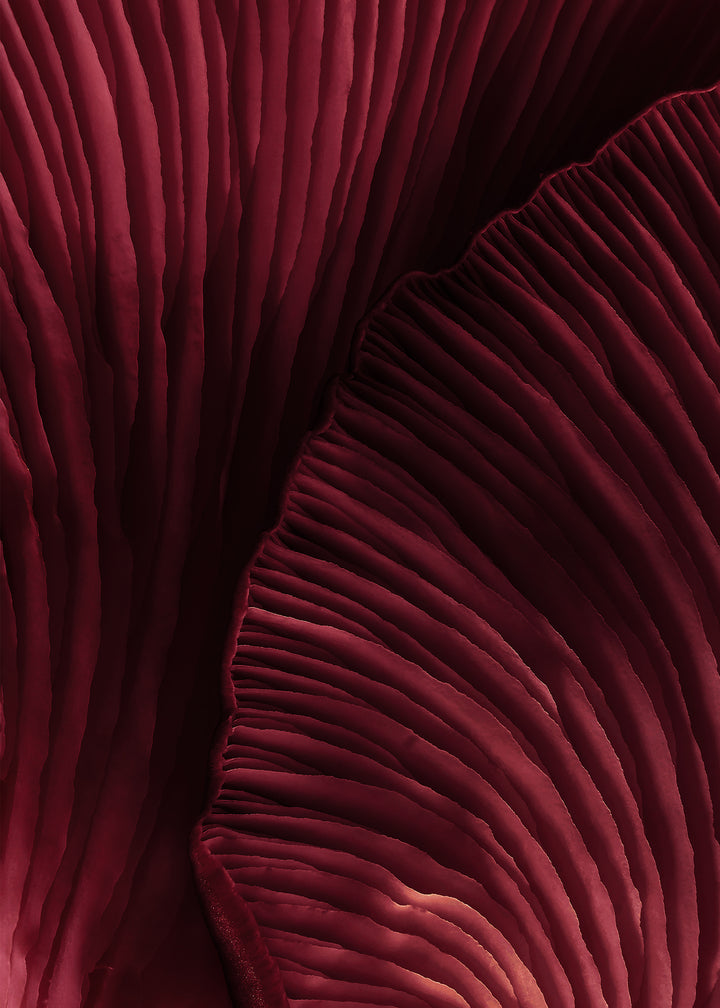 Canvastavla - Viva Magenta