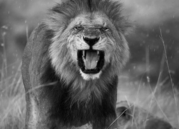 Tavla - Roar