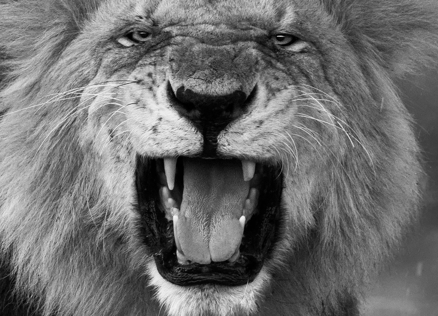 Tavla - Roar