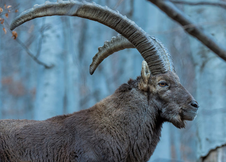 Canvastavla - Buck