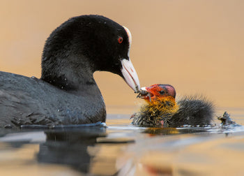 Canvastavla - Motherhood