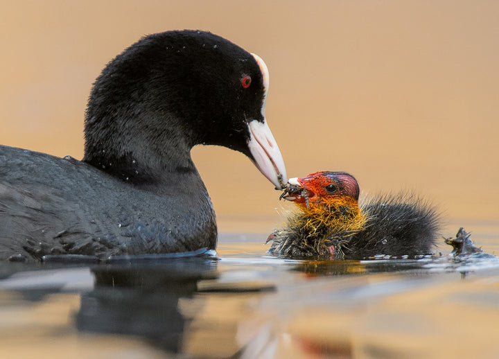 Canvastavla - Motherhood